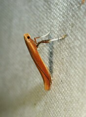 Caloptilia invariabilis