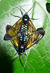 Gymnelia