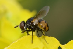 Gymnosoma nitens