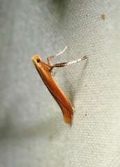 Caloptilia invariabilis