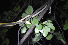 Corallus ruschenbergerii