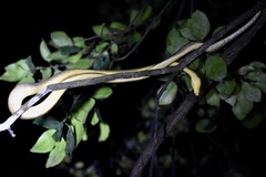 Corallus ruschenbergerii