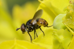 Gymnosoma nitens