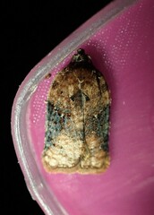 Acleris braunana