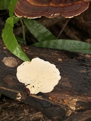 Microporus affinis