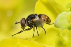 Gymnosoma nitens