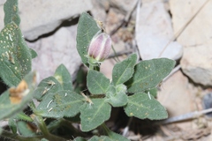 Chamaesaracha sordida