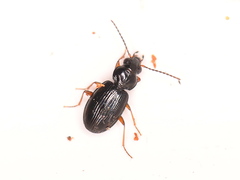 Bembidion mannerheimii