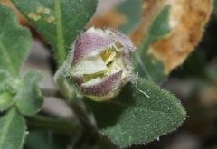 Chamaesaracha sordida