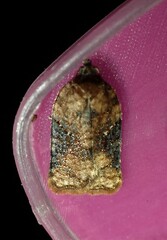 Acleris braunana
