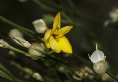 Menodora scabra