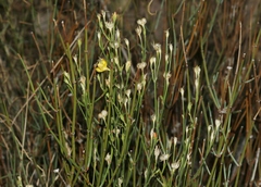 Menodora scabra