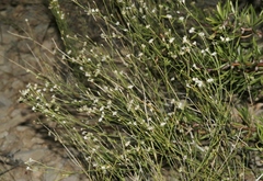 Menodora scabra