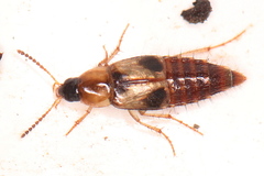 Lordithon trinotatus