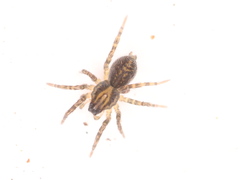 Zoicinae