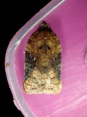 Acleris braunana