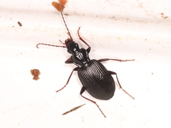 Limodromus assimilis