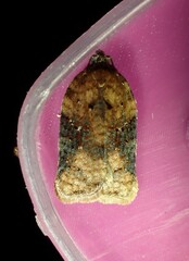 Acleris braunana