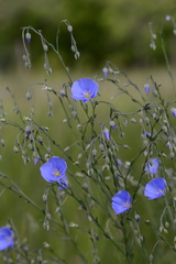 Linum austriacum