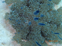 Cassiopea xamachana