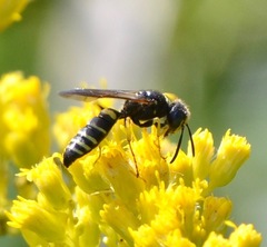 Philanthus solivagus
