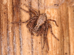 Philodromus aureolus
