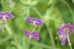 Geranium phaeum
