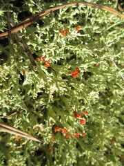Cladonia leporina