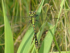 Ophiogomphus cecilia
