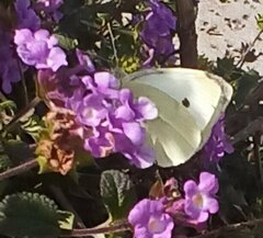 Pieris rapae