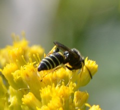Philanthus solivagus