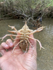 Cambarus striatus