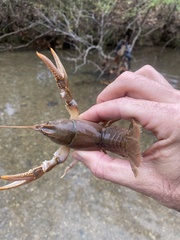 Cambarus striatus