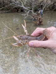 Cambarus striatus