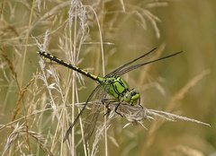 Ophiogomphus cecilia