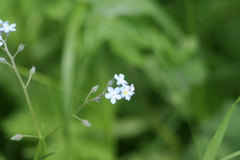 Myosotis sylvatica