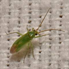 Blepharidopterus chlorionis