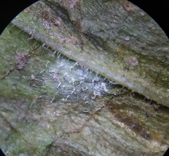 Phytophthora infestans