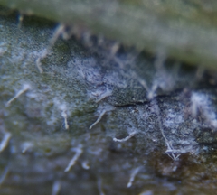 Phytophthora infestans