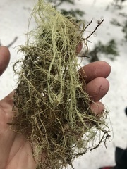 Usnea barbata