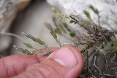 Hebecarpa macradenia