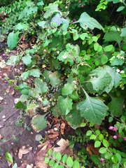 Phytophthora infestans