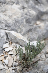 Hebecarpa macradenia