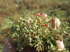 Cladonia leporina