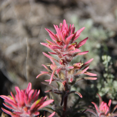 Castilleja angustifolia