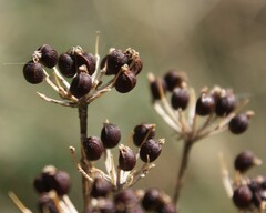 Smyrnium perfoliatum