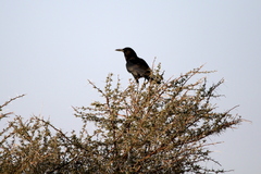 Corvus capensis