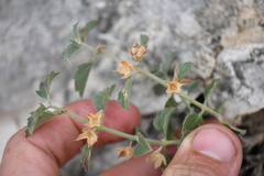 Tetraclea coulteri