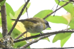 Chlorospingus canigularis