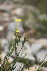 Menodora